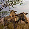 Zebras in the desert slide puzzle