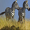 Zebras in the field slide puzzle